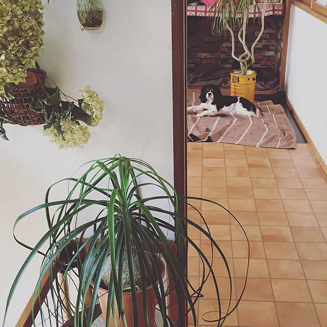 happy0612さんの実例写真