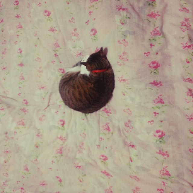 honokaさんの実例写真