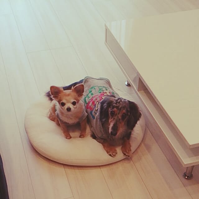 itigomirukuさんの実例写真