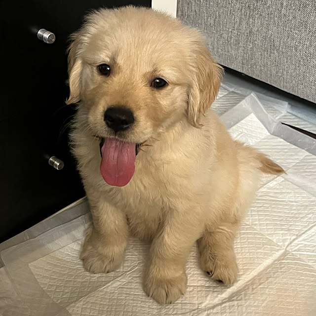 部屋全体/子犬がやって来た！/子犬と暮らす/子犬/子犬を迎えました...などのインテリア実例 - 2025-03-19 15:55:10