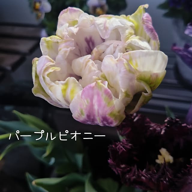 Petit_Pommierさんの部屋