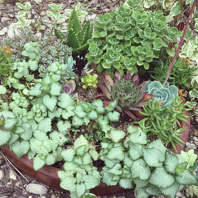 玄関/入り口/多肉植物/ガーデニングのインテリア実例 - 2019-06-26 22:54:46