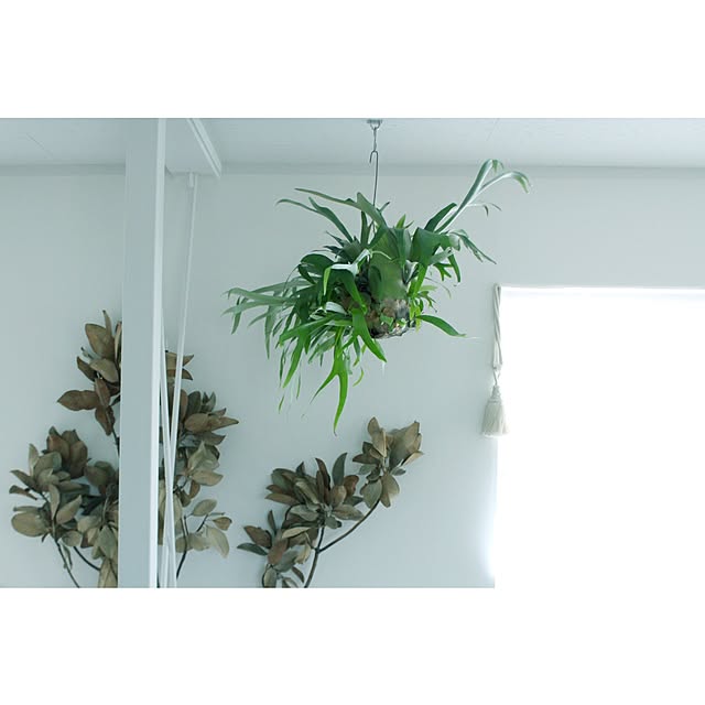 植物/泰山木/コウモリラン/ビカクシダ/NO GREEN NO LIFE...などのインテリア実例 - 2015-04-04 11:09:33