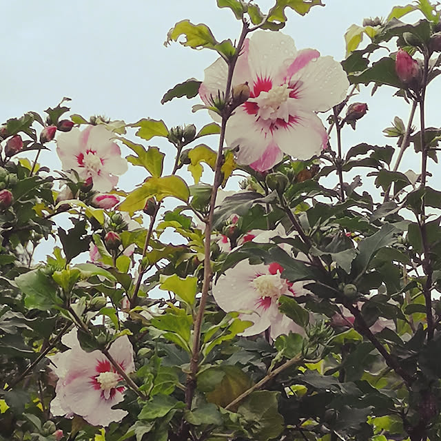 ku-garnet18さんの実例写真