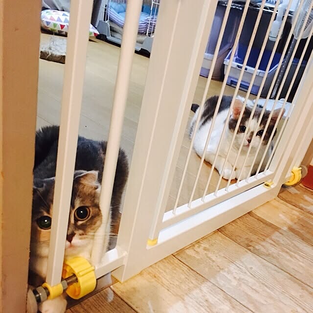 shinoさんの実例写真