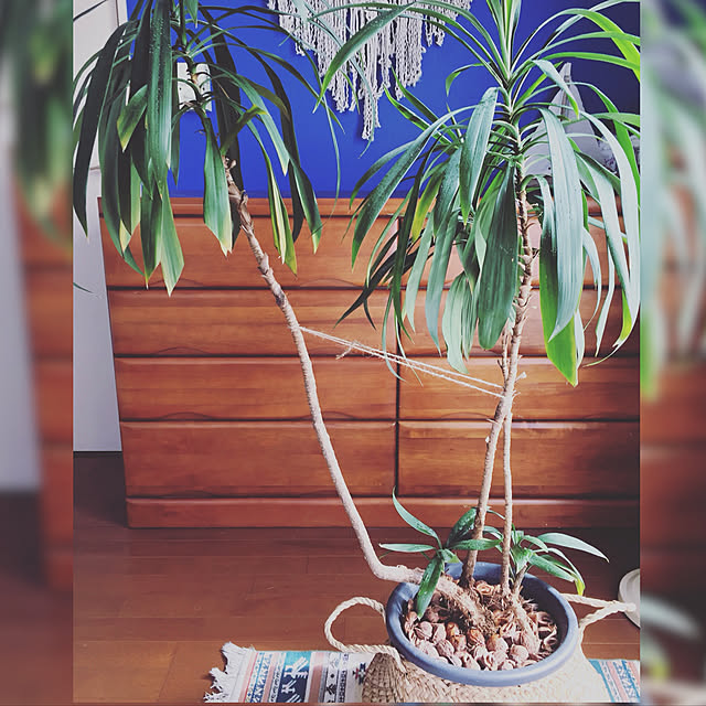bowbowcoさんの実例写真