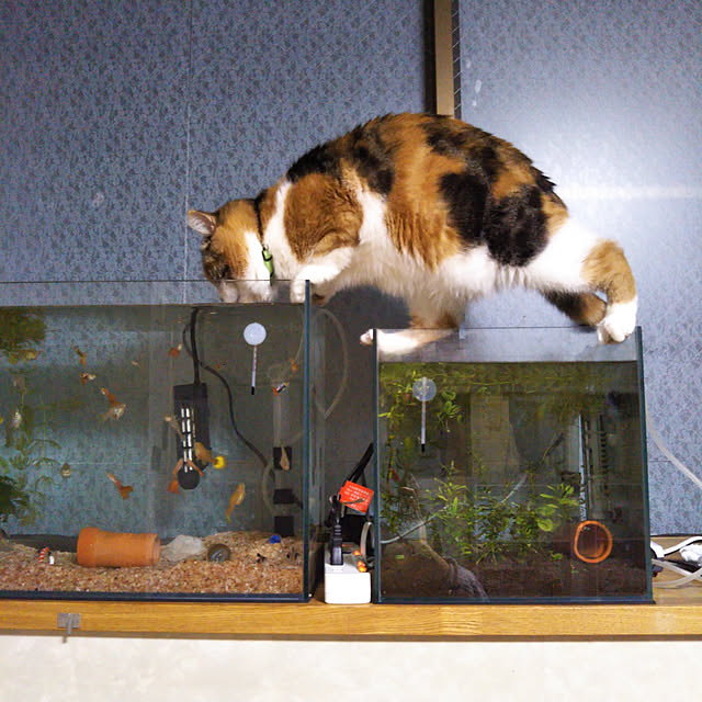 yukieさんの実例写真