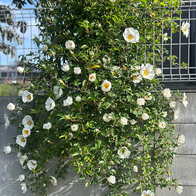 banbinaさんの実例写真