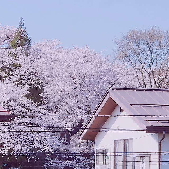 surviveさんの部屋