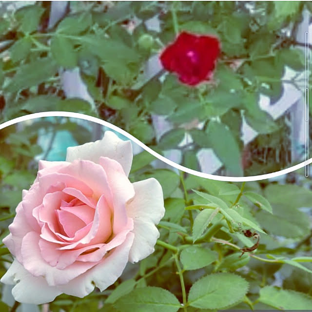 Bienvenueさんの実例写真