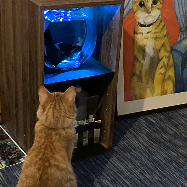 garatoraさんの実例写真