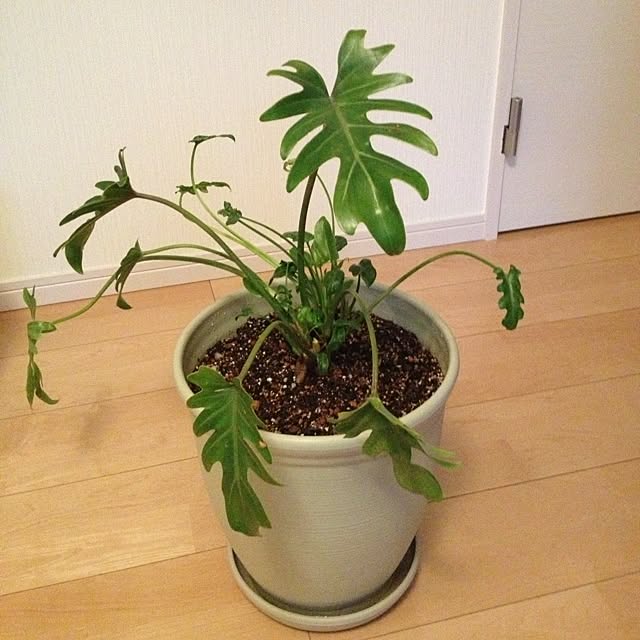 dicekbeetleさんの実例写真