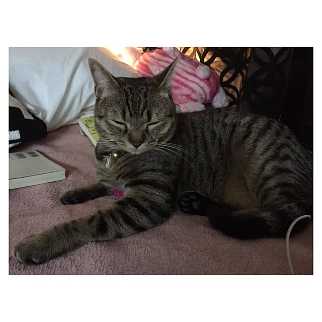 catwomanさんの実例写真
