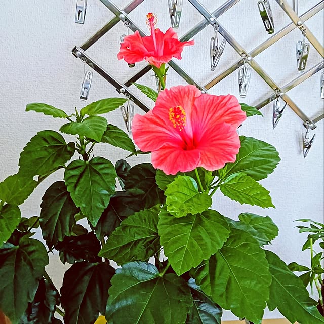 hanachanさんの部屋