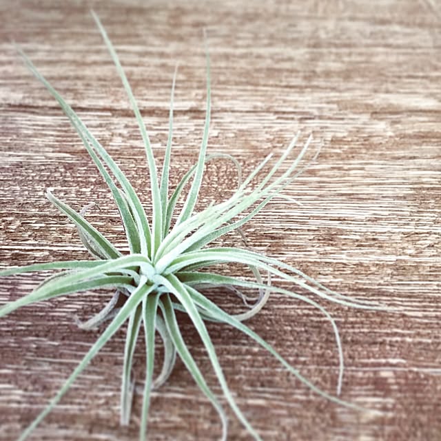 部屋全体/エアプランツ初心者/エアプランツ/観葉植物のインテリア実例 - 2016-07-13 16:57:14