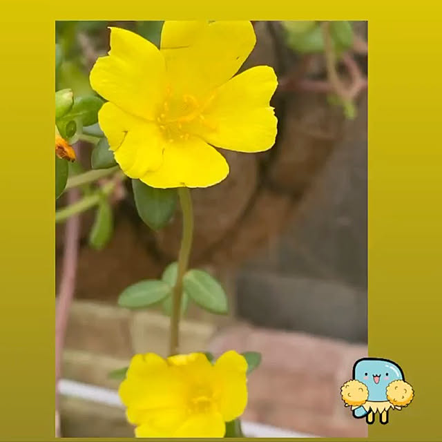 YuuKoさんの実例写真