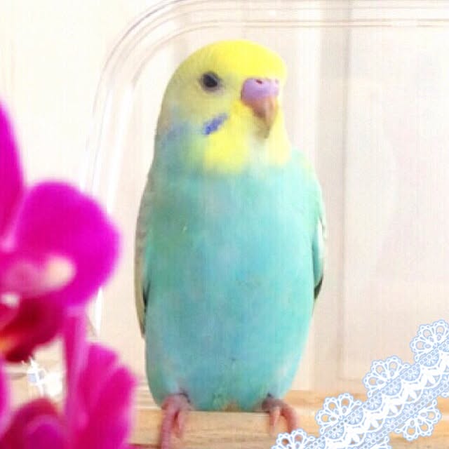 HappyRoseさんの実例写真
