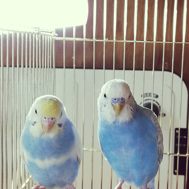 amanojakuさんの実例写真