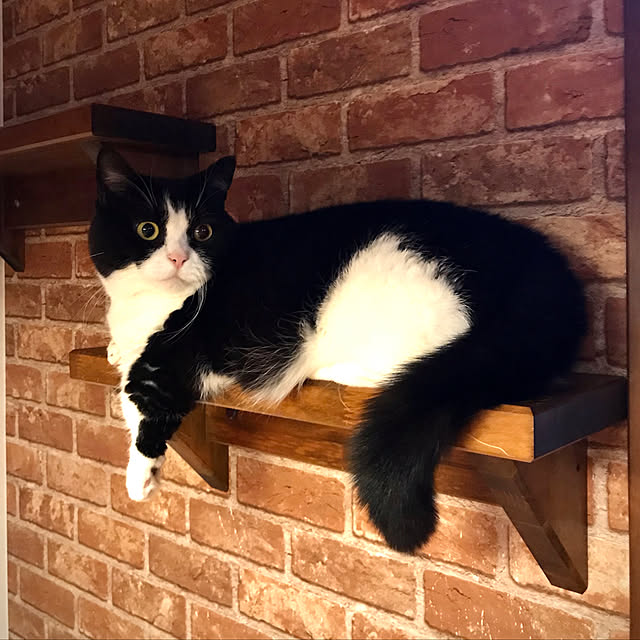 butachanさんの実例写真