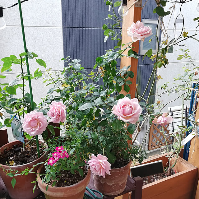 実例写真