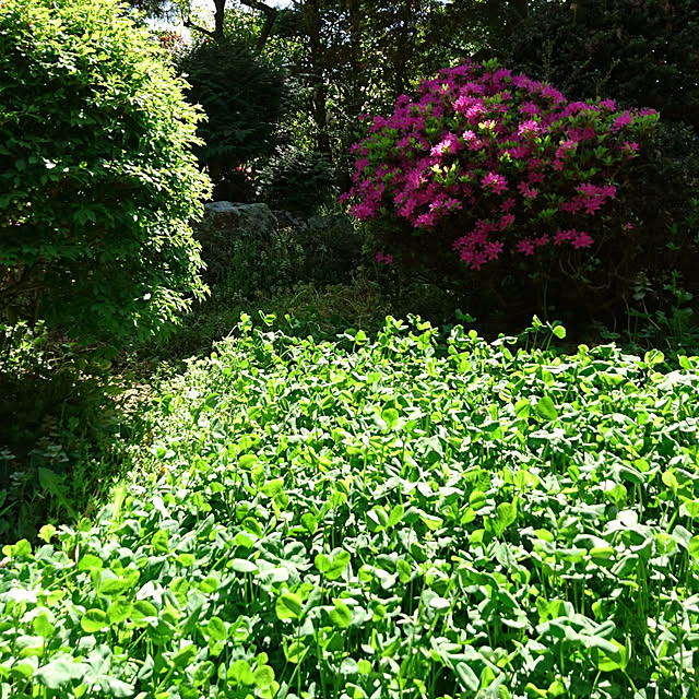 pu-ppyさんの実例写真