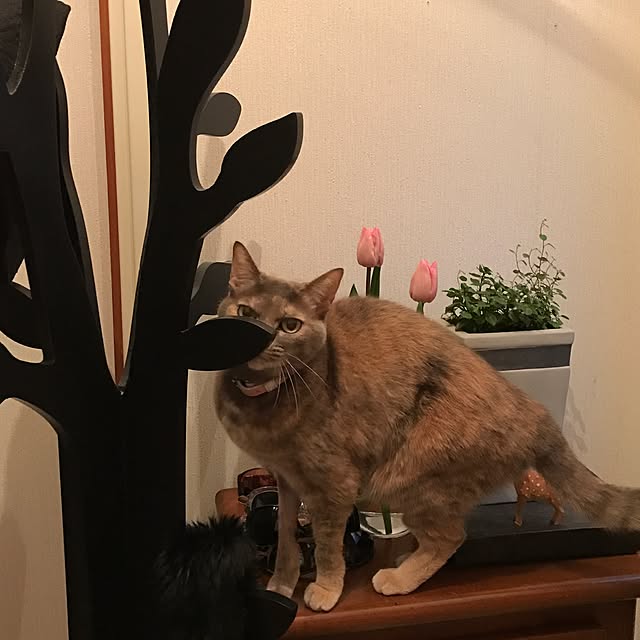 nyanko-beamさんの実例写真