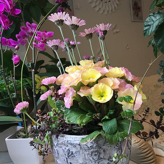 Sakura_hanaさんの実例写真