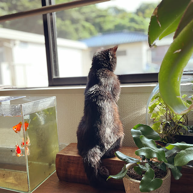 kofuku_kurashiさんの実例写真