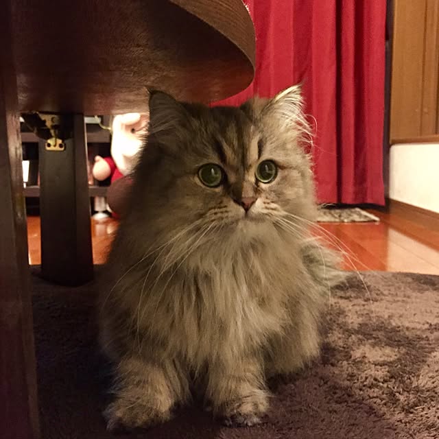 butachanさんの実例写真