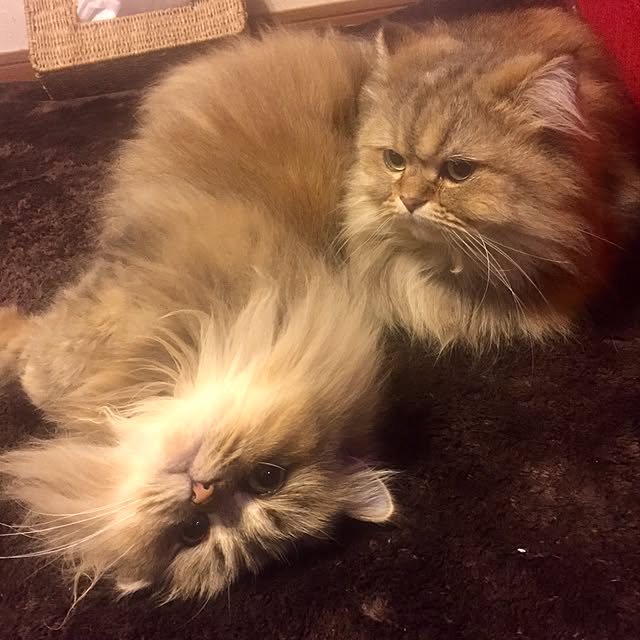 butachanさんの実例写真