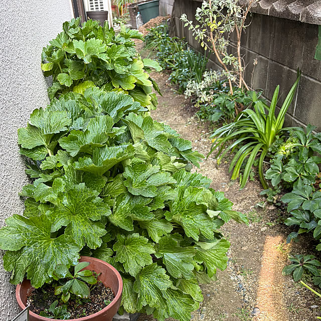 buchiさんの実例写真