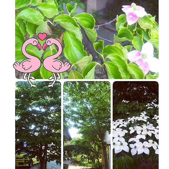 cherrycherryさんの実例写真