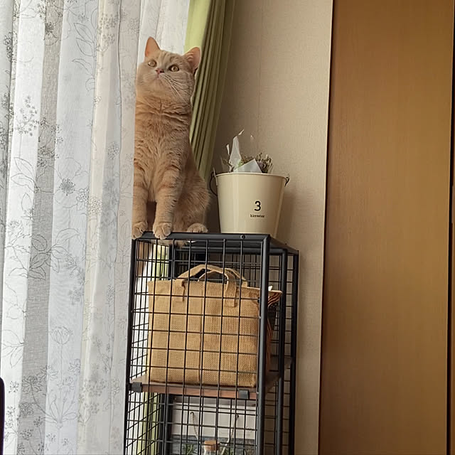 tomoさんの実例写真