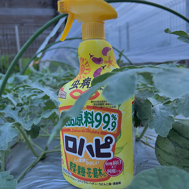 hamuさんの部屋