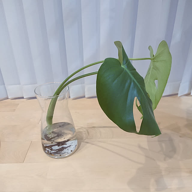 cororoさんの実例写真