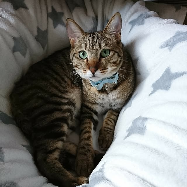 poniさんの実例写真