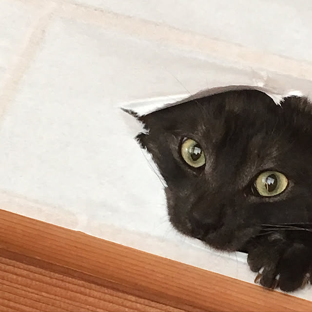 MOKOさんの実例写真