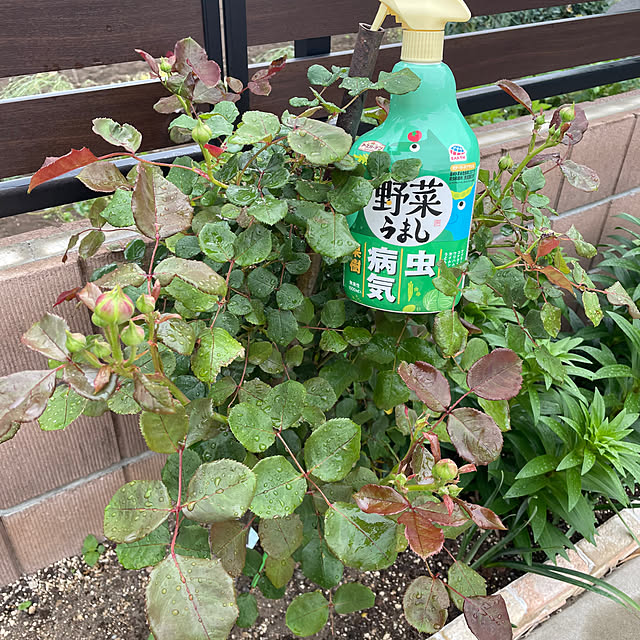 ronronさんの部屋