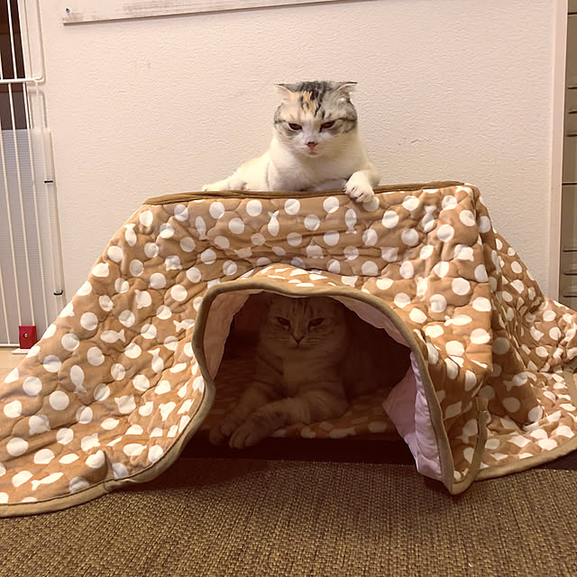 猫用こたつのおすすめ商品とおしゃれな実例 | RoomClip(ルーム 猫用こたつのおすすめ商品とおしゃれな実例 | RoomClip(ルーム