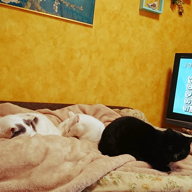 Kaoruさんの実例写真