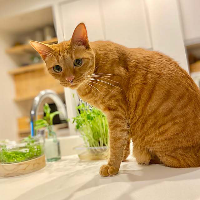 pooさんの実例写真