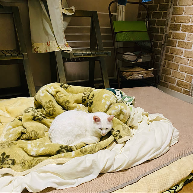 SHIHOさんの実例写真