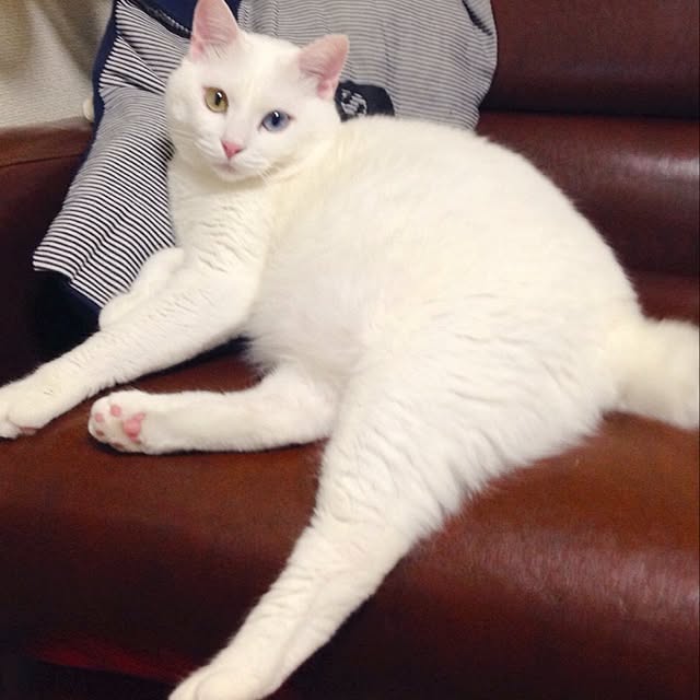 kaoさんの実例写真