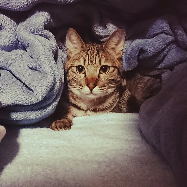 poniさんの実例写真