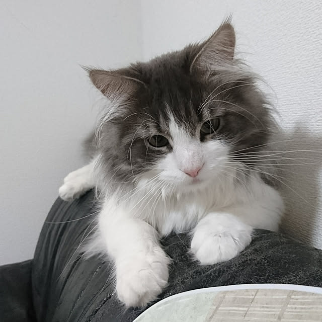 shinobuさんの実例写真
