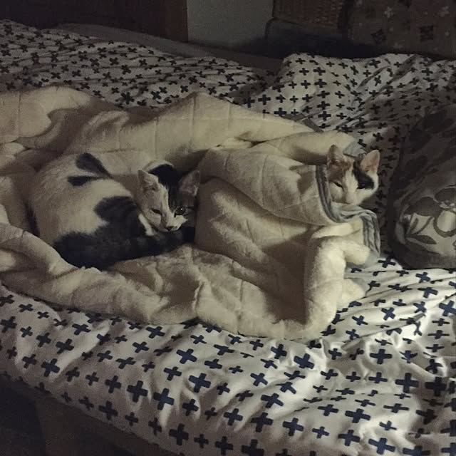 yocchiさんの実例写真
