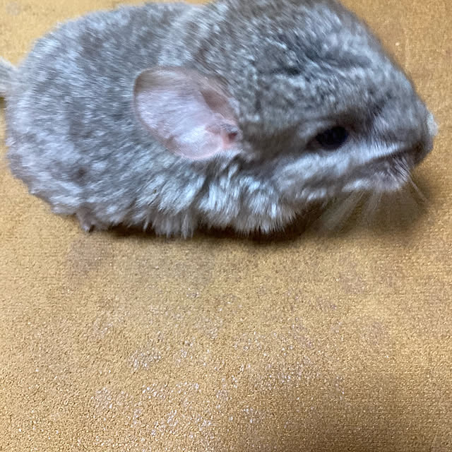 yukitamaさんの実例写真