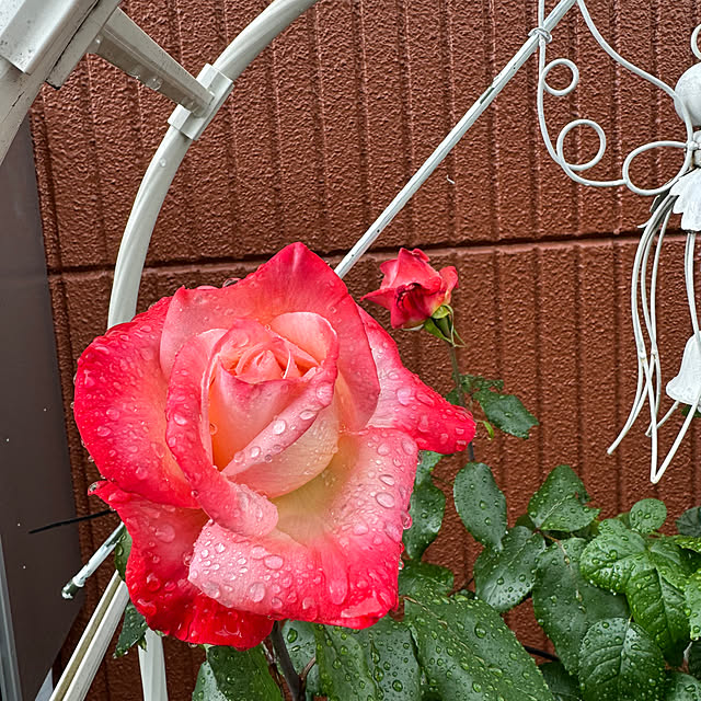 RoseLife5818さんの実例写真