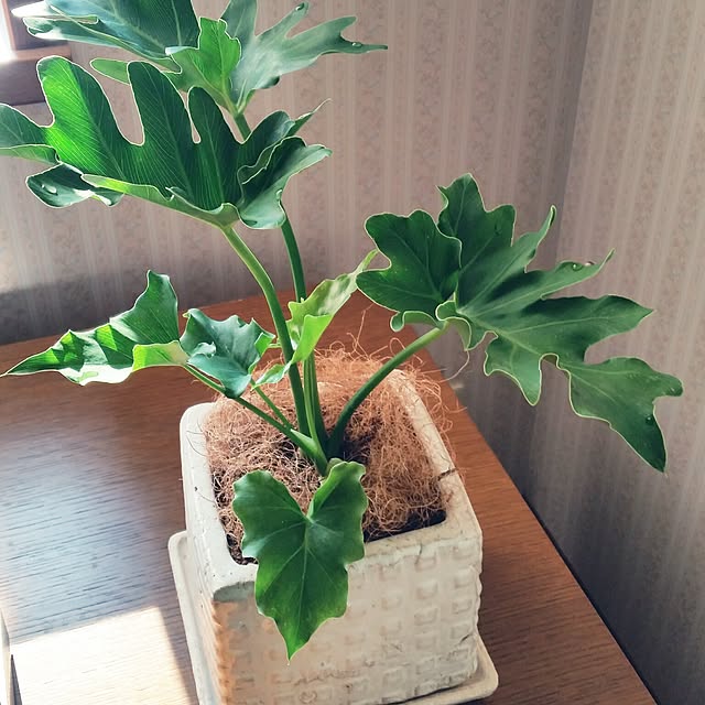 棚/観葉植物のインテリア実例 - 2017-06-23 07:40:19