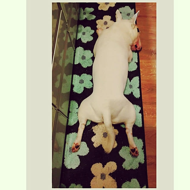 kimuneisanさんの実例写真